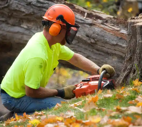 tree services Stearns